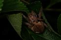 Eriophora_transmarina_D7816_Z_88_North Stradbroke island_Australie